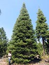 Large Real Christmas Tree 45 - 43' tall