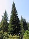 Large Real Christmas Tree 47 - 44' tall