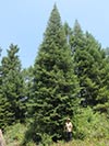 Large Real Christmas Tree 48 - 47' tall