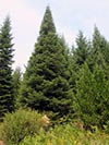 Large Real Christmas Tree 49 - 47' tall