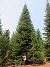 Large Real Christmas Tree 50 - 48' tall