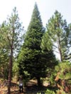 Large Real Christmas Tree 51 - 49' tall