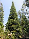 Large Real Christmas Tree 52 - 50' tall