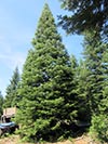 Large Real Christmas Tree 53 - 53' tall