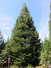 Large Real Christmas Tree 54 - 53' tall