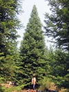 Large Real Christmas Tree 55 - 54' tall