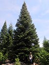 Large Real Christmas Tree 56 - 57' tall