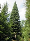 Large Real Christmas Tree 57 - 72' tall