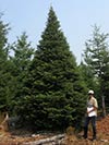 Large Real Christmas Tree 58 - 20' tall