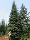Large Real Christmas Tree 59 - 20' tall