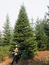 Large Real Christmas Tree 60 - 25' tall