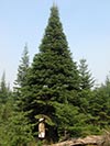 Large Real Christmas Tree 62 - 34' tall