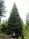 Large Real Christmas Tree 64 - 36' tall