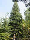 Large Real Christmas Tree 66 - 52' tall