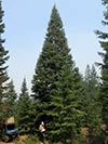 Large Real Christmas Tree 67 - 52' tall