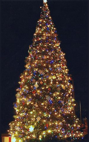 Giant Live Tree Decorated for Christmas