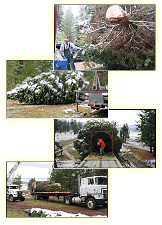 Harvesting Giant Christmas trees is quite a process