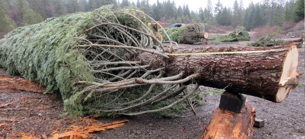 Christmas Tree being bailed