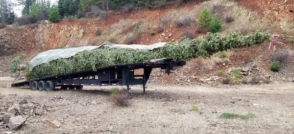 Giant Christmas tree wrapped and loaded on trailer